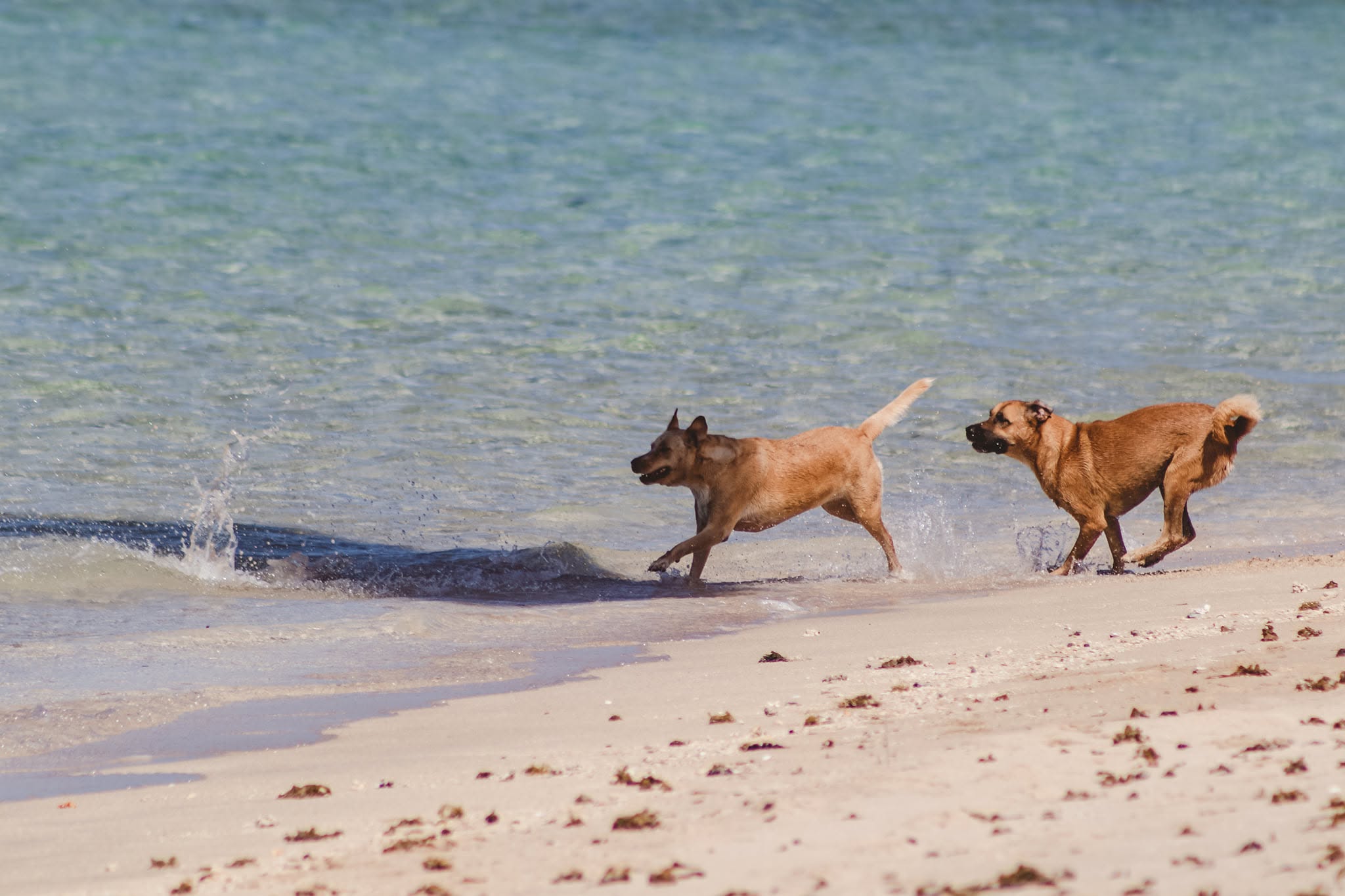 Dogs playing along a Tongan beach