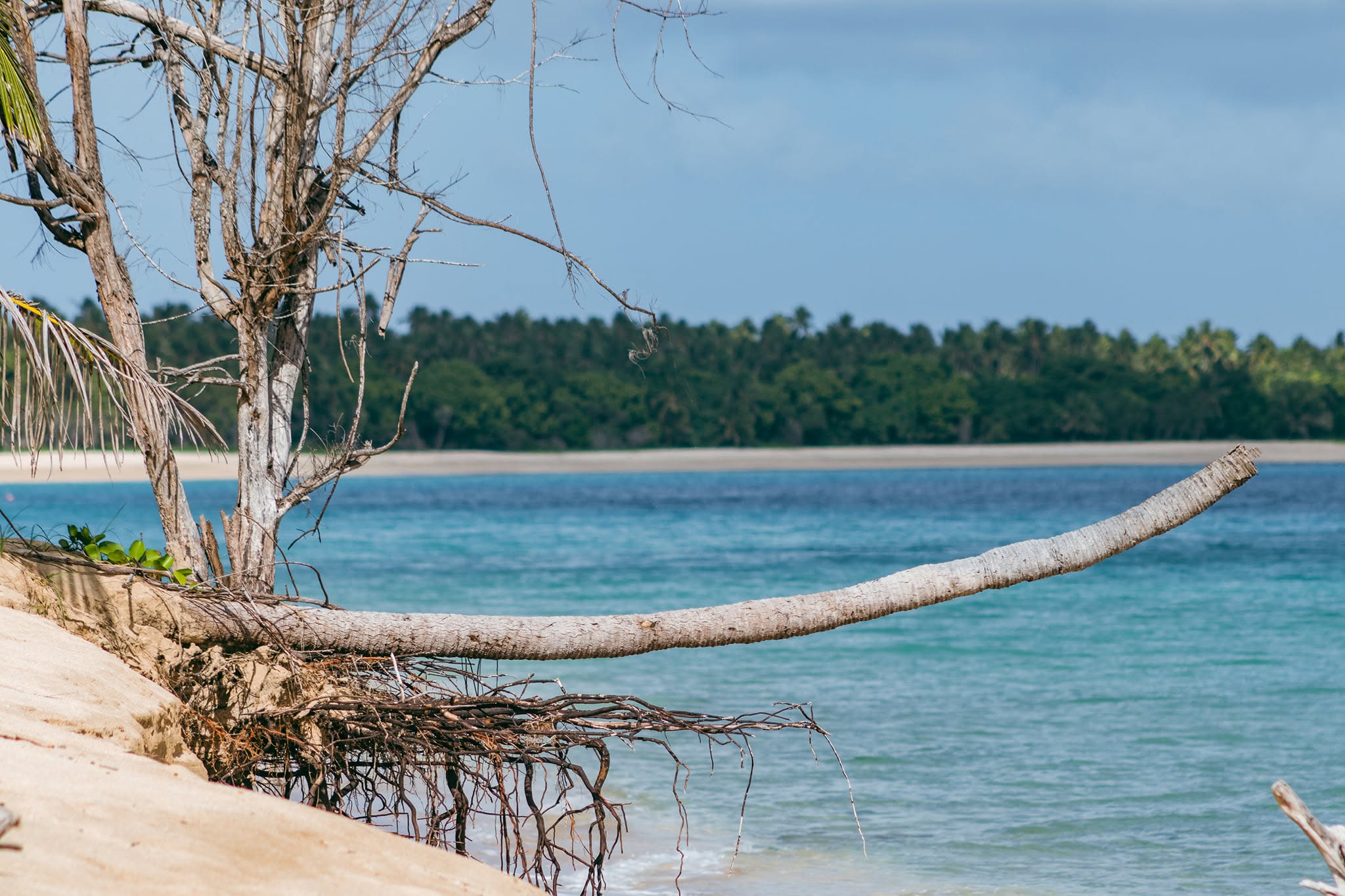 A fallen palm beside clear island waters