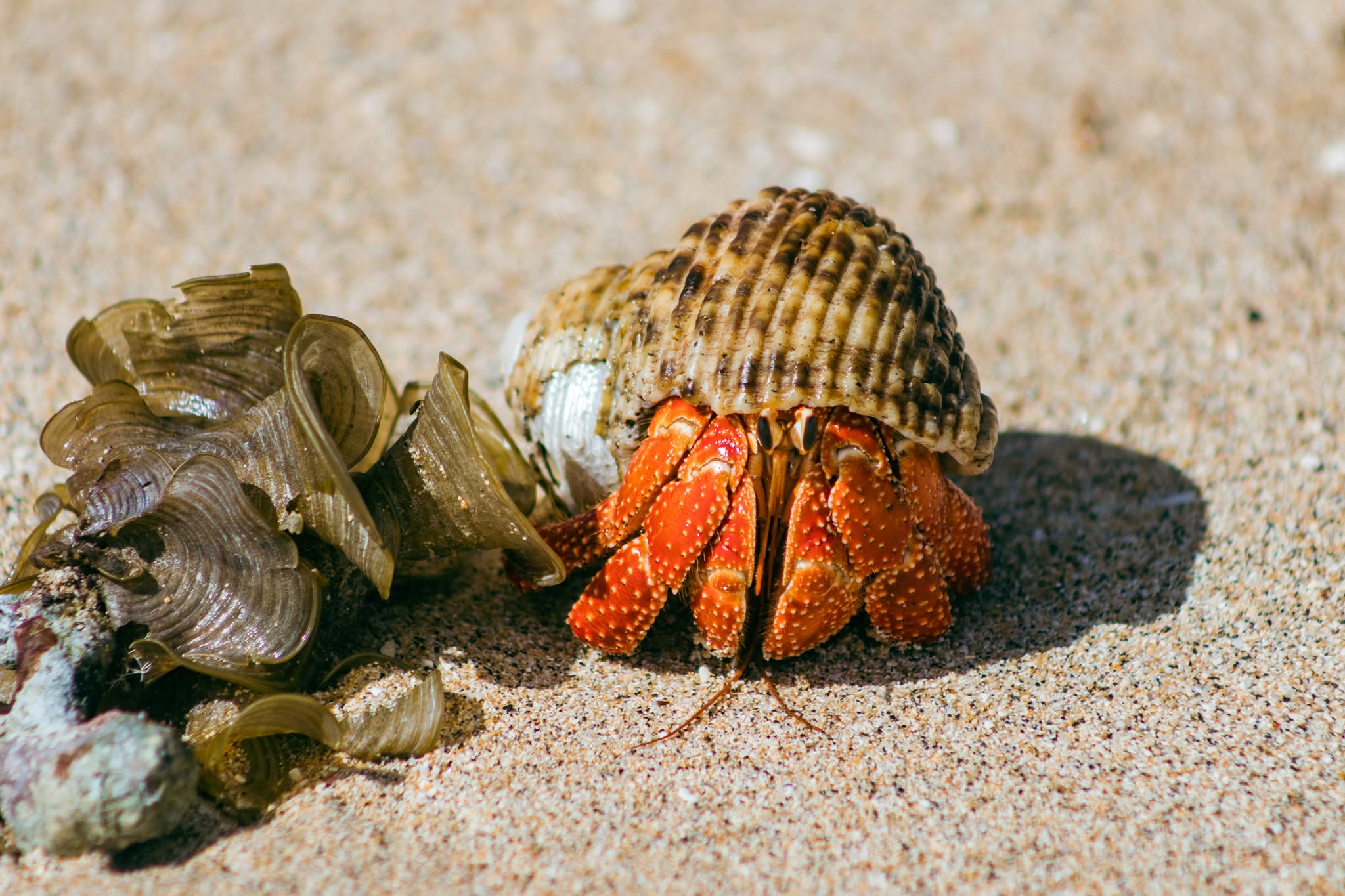 A hermit crab on a Tongan beach