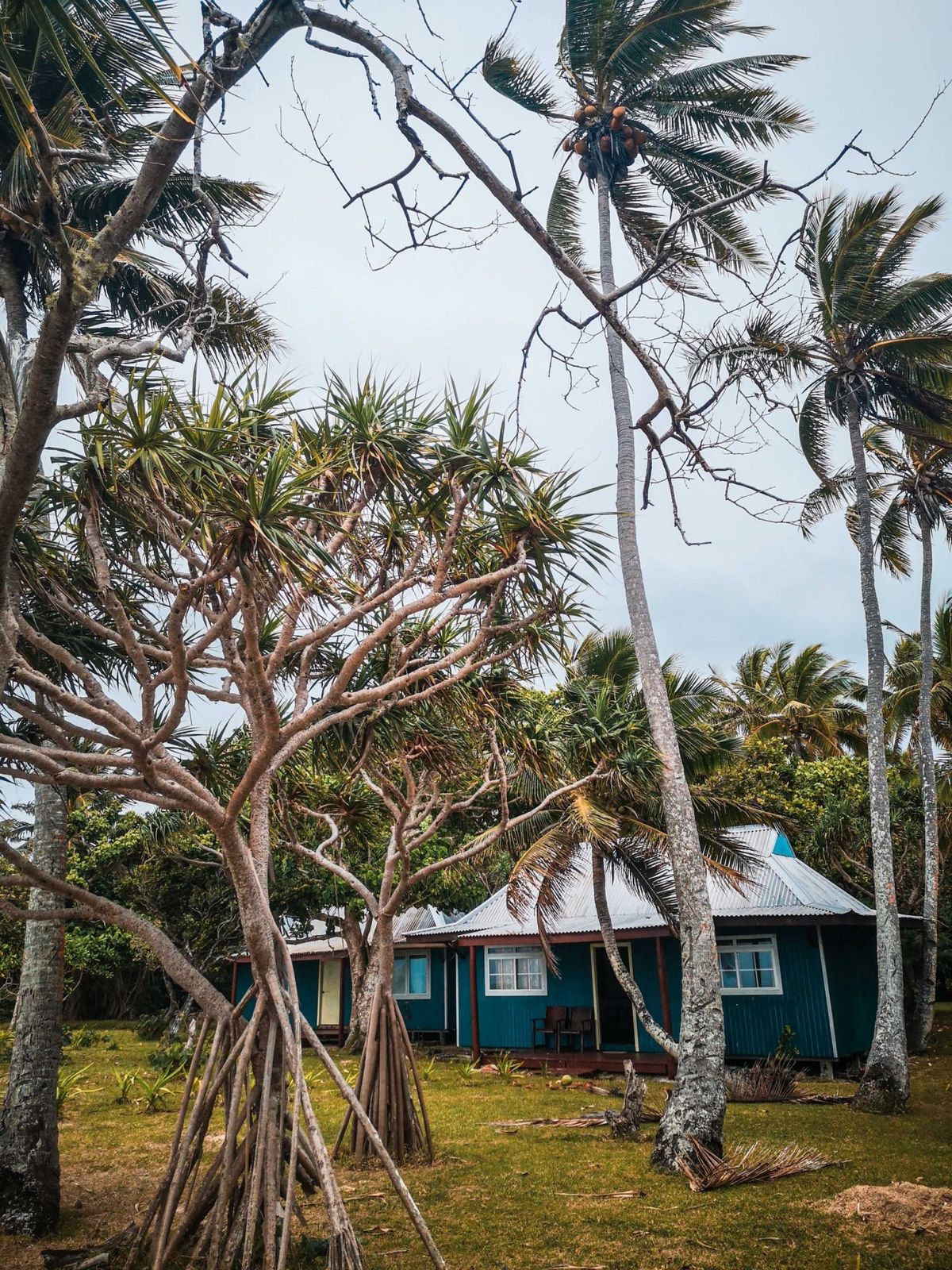 Island home among palms and native trees