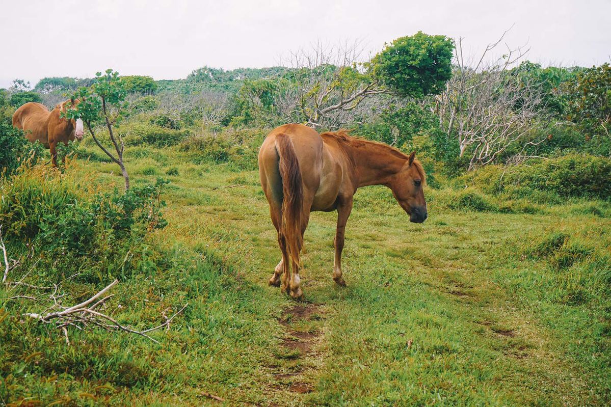 Horses in the Tongan landscape
