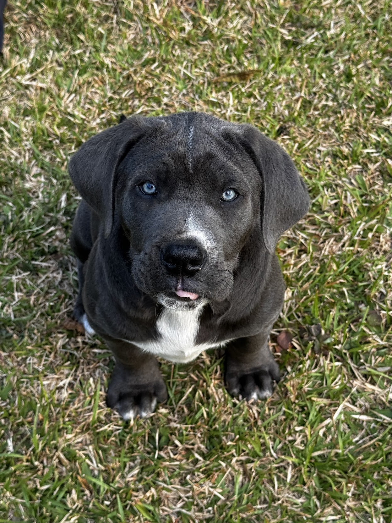An island puppy