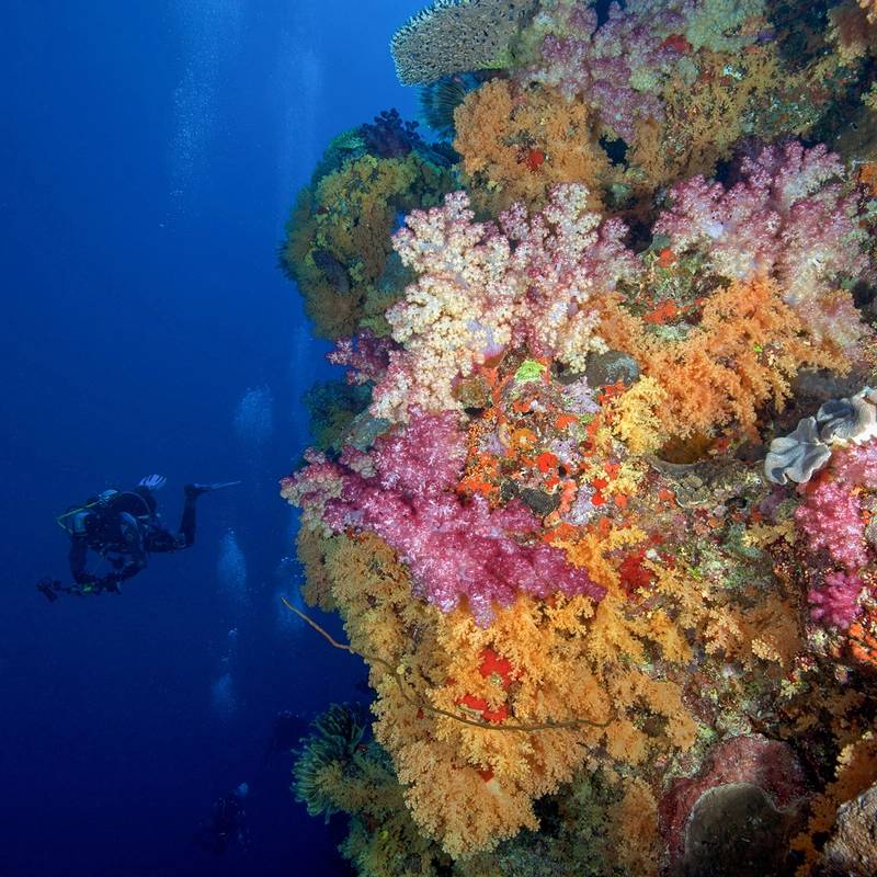A diver beside Tonga's coral reef