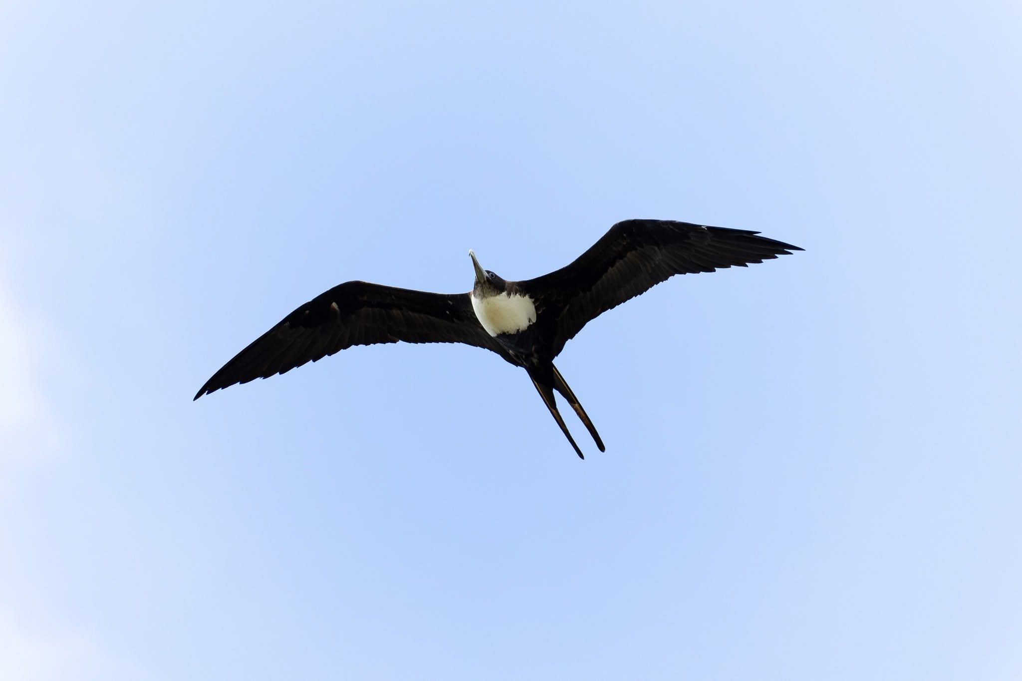 A frigatebird soaring above Tonga