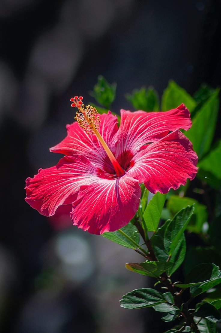 Red hibiscus flower in Tonga