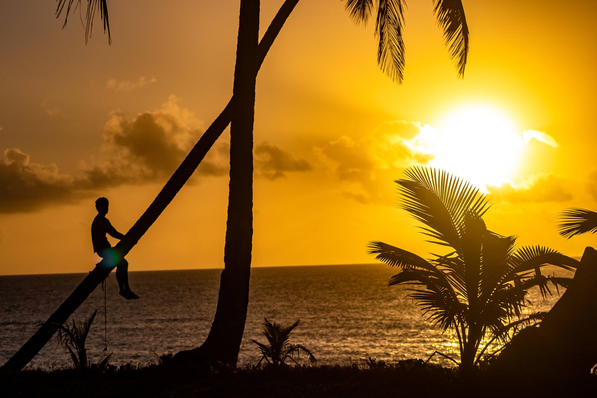 A Tongan sunset framed by palms