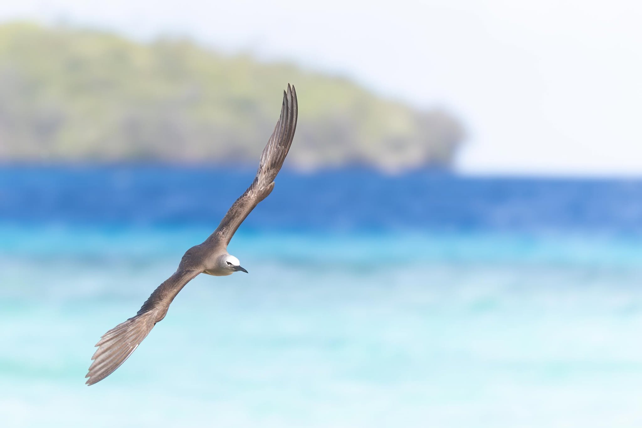 A tropical seabird over Tonga's blue waters