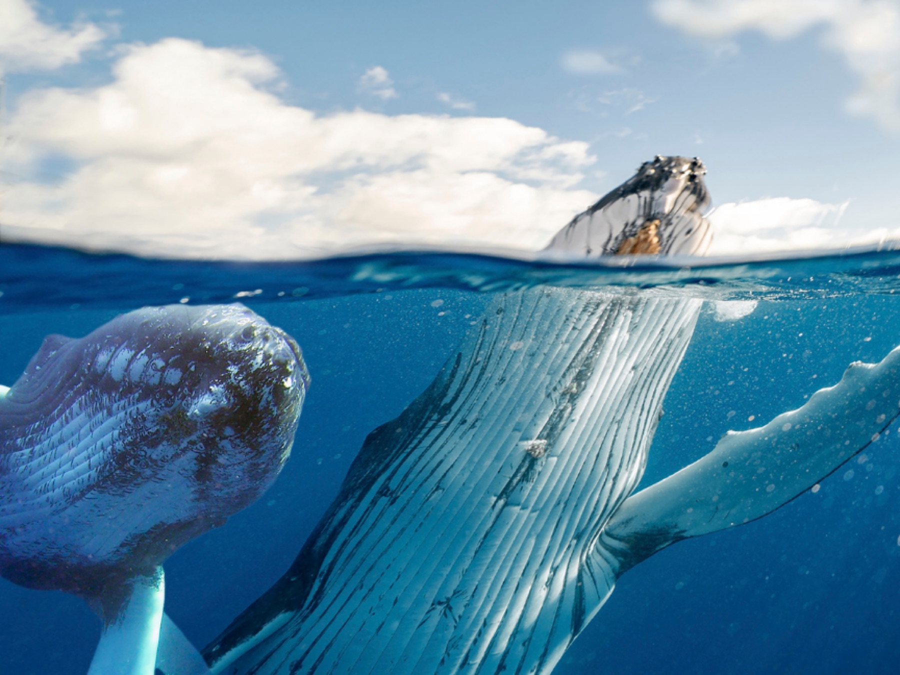 Humpback whales at the Pacific surface