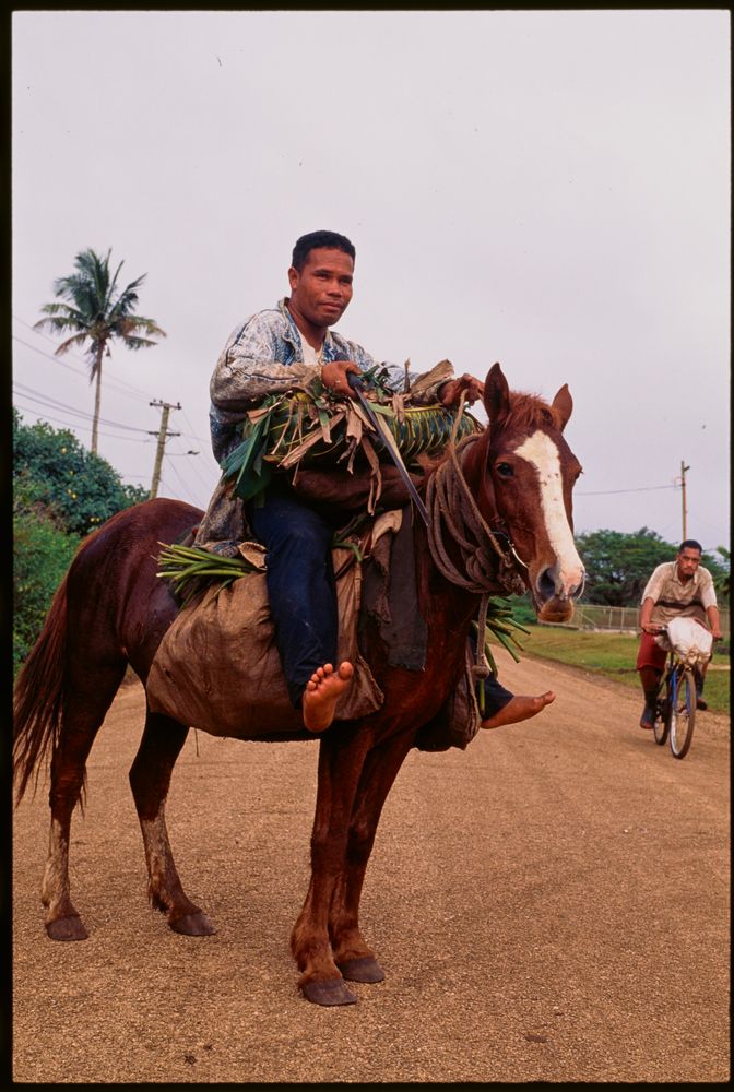 Horse in Tonga